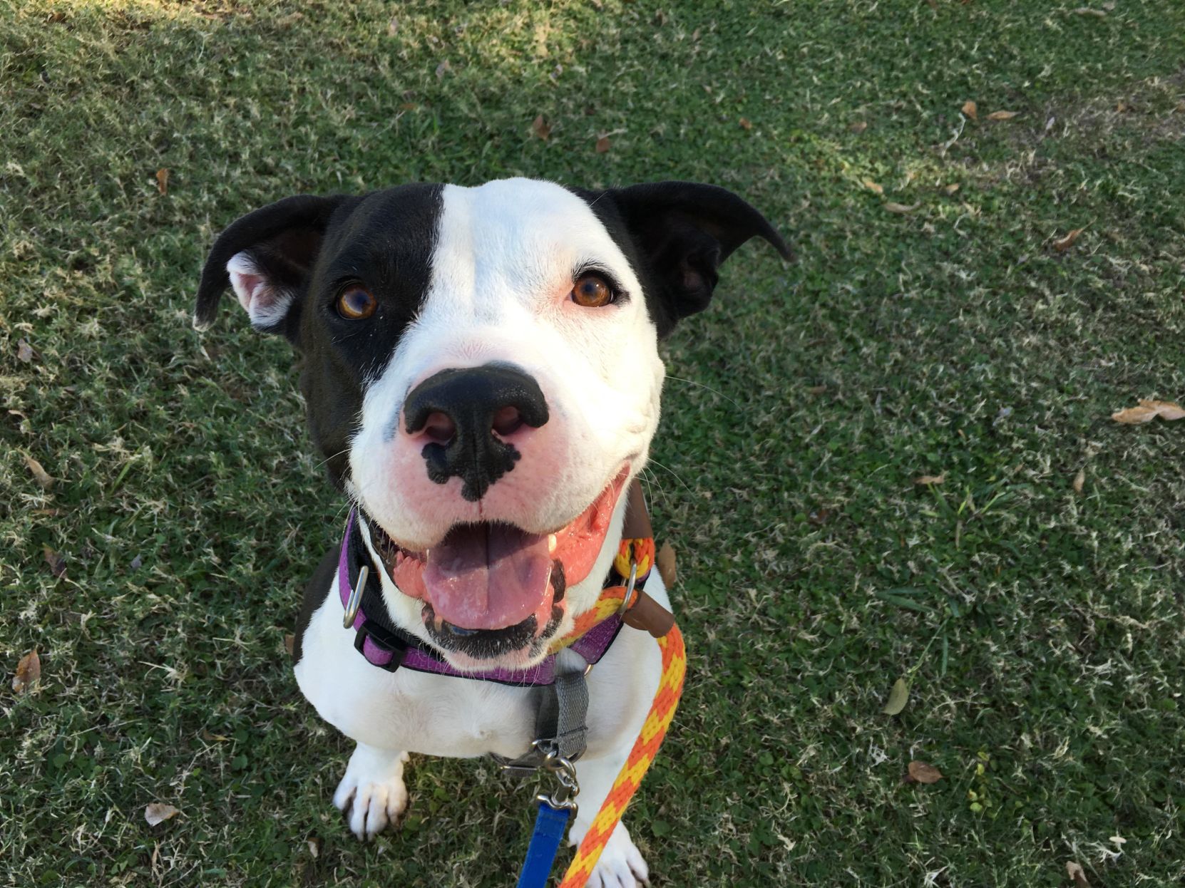 Adopt a friend: Ulysses